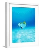 Threadfin Brtterflyfish-null-Framed Photographic Print