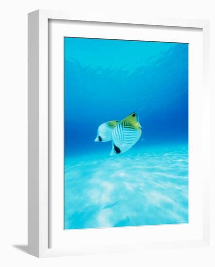 Threadfin Brtterflyfish-null-Framed Photographic Print