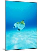 Threadfin Brtterflyfish-null-Mounted Photographic Print