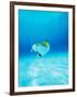 Threadfin Brtterflyfish-null-Framed Photographic Print