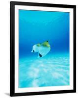 Threadfin Brtterflyfish-null-Framed Photographic Print