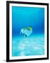 Threadfin Brtterflyfish-null-Framed Photographic Print