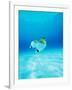 Threadfin Brtterflyfish-null-Framed Photographic Print