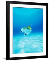 Threadfin Brtterflyfish-null-Framed Photographic Print