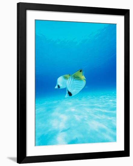 Threadfin Brtterflyfish-null-Framed Photographic Print