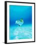 Threadfin Brtterflyfish-null-Framed Photographic Print