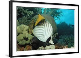 Threadfin Butterflyfish Swimming near a Coral Reef. (Chaetodon Auriga) Red Sea, Sudan, Africa-Reinhard Dirscherl-Framed Photographic Print