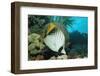 Threadfin Butterflyfish Swimming near a Coral Reef. (Chaetodon Auriga) Red Sea, Sudan, Africa-Reinhard Dirscherl-Framed Photographic Print