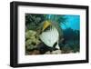 Threadfin Butterflyfish Swimming near a Coral Reef. (Chaetodon Auriga) Red Sea, Sudan, Africa-Reinhard Dirscherl-Framed Photographic Print