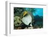 Threadfin Butterflyfish Swimming near a Coral Reef. (Chaetodon Auriga) Red Sea, Sudan, Africa-Reinhard Dirscherl-Framed Photographic Print