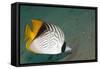 Threadfin Butterflyfish-null-Framed Stretched Canvas