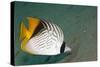 Threadfin Butterflyfish-null-Stretched Canvas