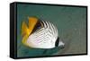 Threadfin Butterflyfish-null-Framed Stretched Canvas