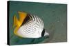 Threadfin Butterflyfish-null-Stretched Canvas