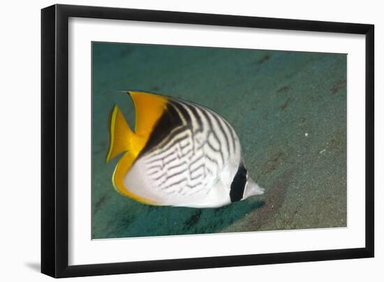 Threadfin Butterflyfish-null-Framed Photographic Print