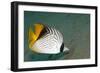 Threadfin Butterflyfish-null-Framed Photographic Print