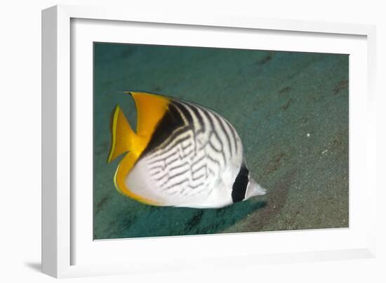 Threadfin Butterflyfish-null-Framed Photographic Print
