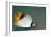 Threadfin Butterflyfish-null-Framed Photographic Print