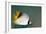 Threadfin Butterflyfish-null-Framed Photographic Print