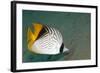 Threadfin Butterflyfish-null-Framed Photographic Print