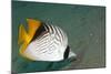 Threadfin Butterflyfish-null-Mounted Photographic Print