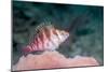 Threadfin hawkfish, Indonesia-Georgette Douwma-Mounted Photographic Print