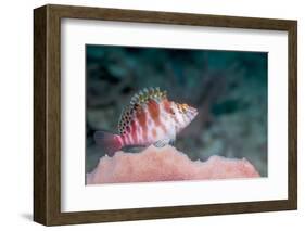 Threadfin hawkfish, Indonesia-Georgette Douwma-Framed Photographic Print