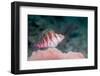 Threadfin hawkfish, Indonesia-Georgette Douwma-Framed Photographic Print