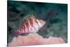 Threadfin hawkfish, Indonesia-Georgette Douwma-Stretched Canvas