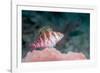 Threadfin hawkfish, Indonesia-Georgette Douwma-Framed Photographic Print