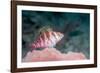 Threadfin hawkfish, Indonesia-Georgette Douwma-Framed Photographic Print