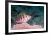 Threadfin hawkfish, Indonesia-Georgette Douwma-Framed Photographic Print