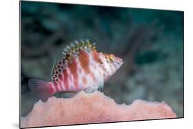 Threadfin hawkfish, Indonesia-Georgette Douwma-Mounted Photographic Print