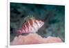 Threadfin hawkfish, Indonesia-Georgette Douwma-Framed Photographic Print