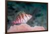 Threadfin hawkfish, Indonesia-Georgette Douwma-Framed Photographic Print