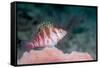 Threadfin hawkfish, Indonesia-Georgette Douwma-Framed Stretched Canvas