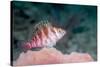 Threadfin hawkfish, Indonesia-Georgette Douwma-Stretched Canvas