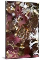 Threadfin Hawkfish-null-Mounted Photographic Print