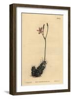 Thready Anacampseros, Anacampseros Filamentosa-Sydenham Teast Edwards-Framed Giclee Print