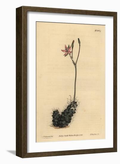 Thready Anacampseros, Anacampseros Filamentosa-Sydenham Teast Edwards-Framed Giclee Print