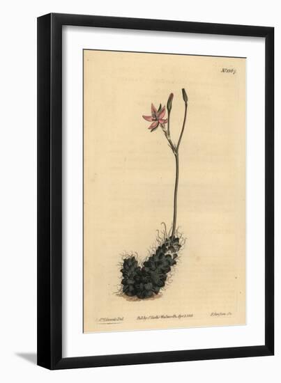 Thready Anacampseros, Anacampseros Filamentosa-Sydenham Teast Edwards-Framed Giclee Print