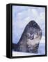 Threatened Snow Leopard-DLILLC-Framed Stretched Canvas