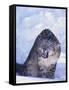 Threatened Snow Leopard-DLILLC-Framed Stretched Canvas