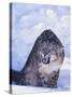 Threatened Snow Leopard-DLILLC-Stretched Canvas