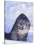 Threatened Snow Leopard-DLILLC-Stretched Canvas