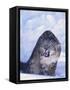 Threatened Snow Leopard-DLILLC-Framed Stretched Canvas