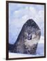 Threatened Snow Leopard-DLILLC-Framed Photographic Print