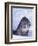 Threatened Snow Leopard-DLILLC-Framed Photographic Print