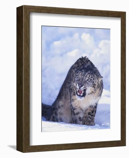 Threatened Snow Leopard-DLILLC-Framed Photographic Print
