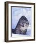 Threatened Snow Leopard-DLILLC-Framed Photographic Print